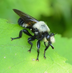 Laphria grossa
