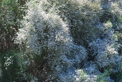 Retama rhodorhizoides, photograph Татьяна Максимова, CC BY, iNaturalist via GBIF