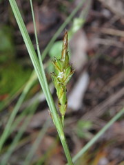 Carex distachya