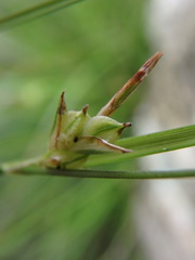Carex distachya