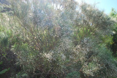 Retama rhodorhizoides, photograph 5