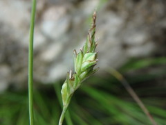 Carex distachya