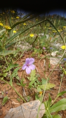Erodium gruinum