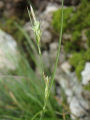 Carex distachya