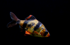Sumatra Barb photo 2