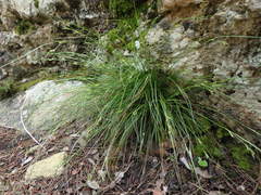 Carex distachya