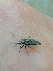 Horistus orientalis