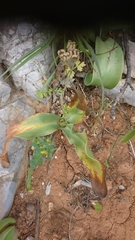 Colchicum variegatum