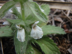 Sideritis romana