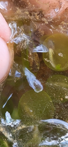 Image of Oophila amblystomatis by (c) Jeff Wilson, some rights reserved (CC BY)