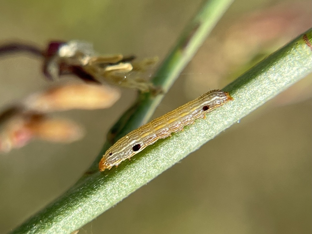 Armyworm Moths from Homestead Base, FL, USA on March 14, 2024 at 09:55 ...