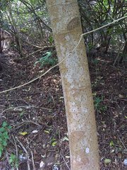 Cecropia obtusifolia