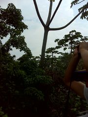 Cecropia obtusifolia