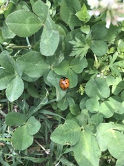 Coccinella septempunctata