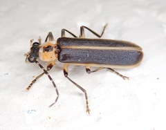Podabrus basillaris