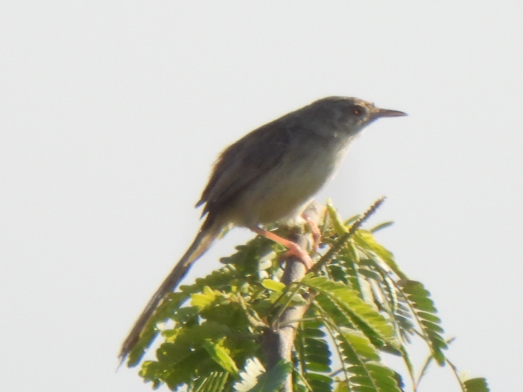 Graceful Prinia illustration