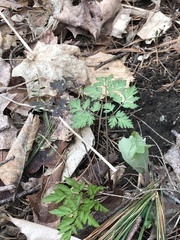Dicentra cucullaria