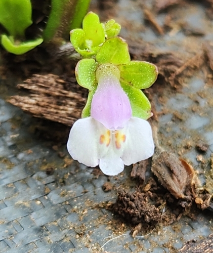 Mazus, 2024-03-14