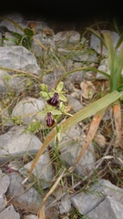 Ophrys mammosa