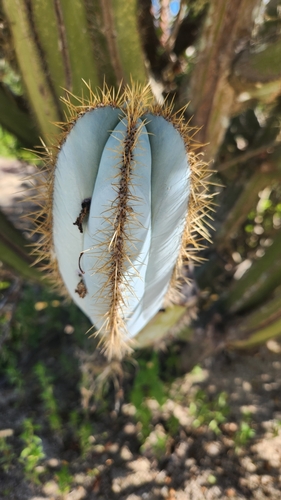 Pilosocereus magnificus