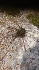 Dianthus cinnamomeus