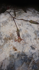 Dianthus cinnamomeus