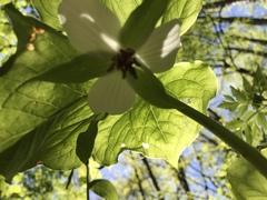 Trillium rugelii