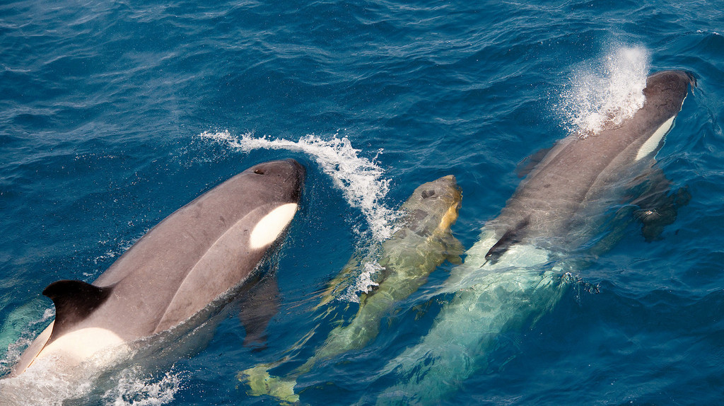 Orca (Mammals of Alabama) · iNaturalist
