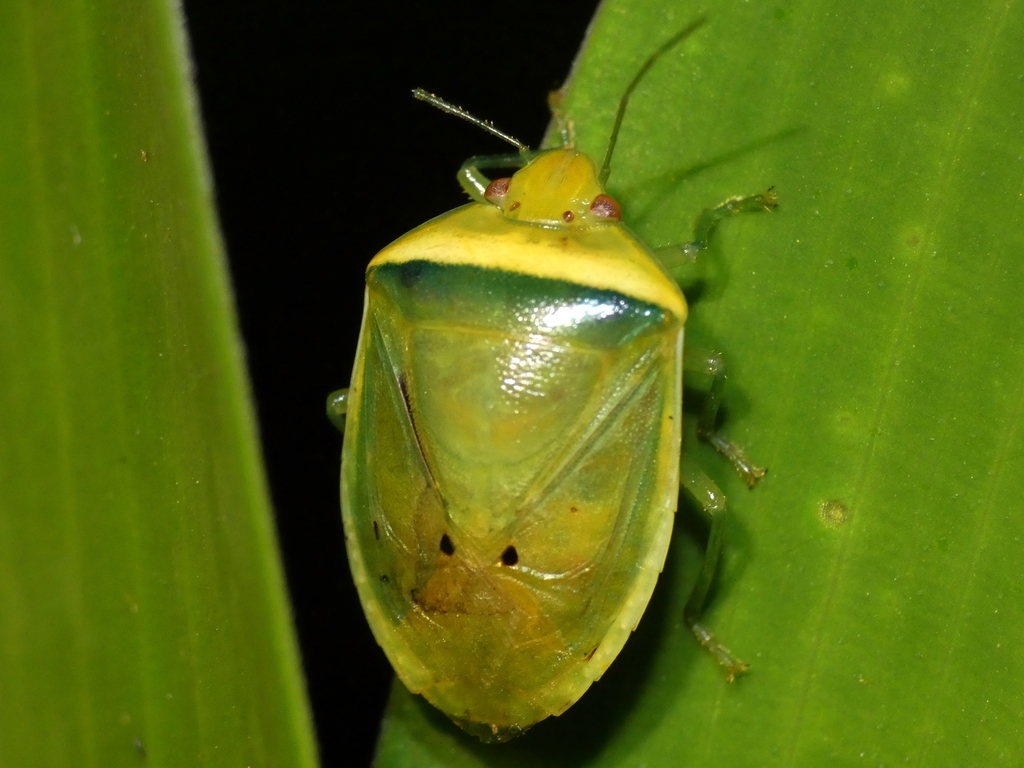 Alciphron