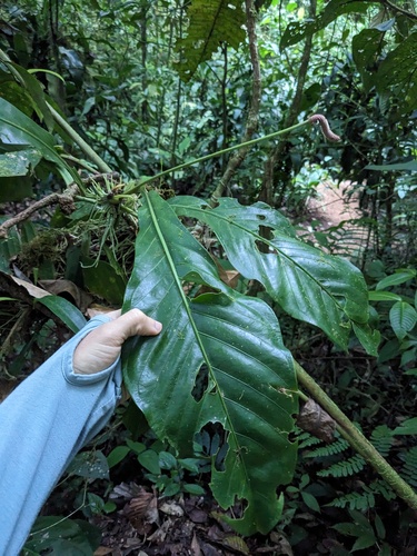 Anthurium consobrinum, photograph 5