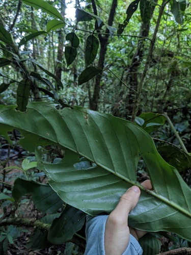 Anthurium consobrinum, photograph 6