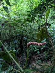 Anthurium consobrinum, photograph (c) Eric Knight, some rights reserved (CC BY)