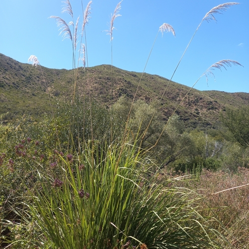 Daba Grass (Miscanthus ecklonii)