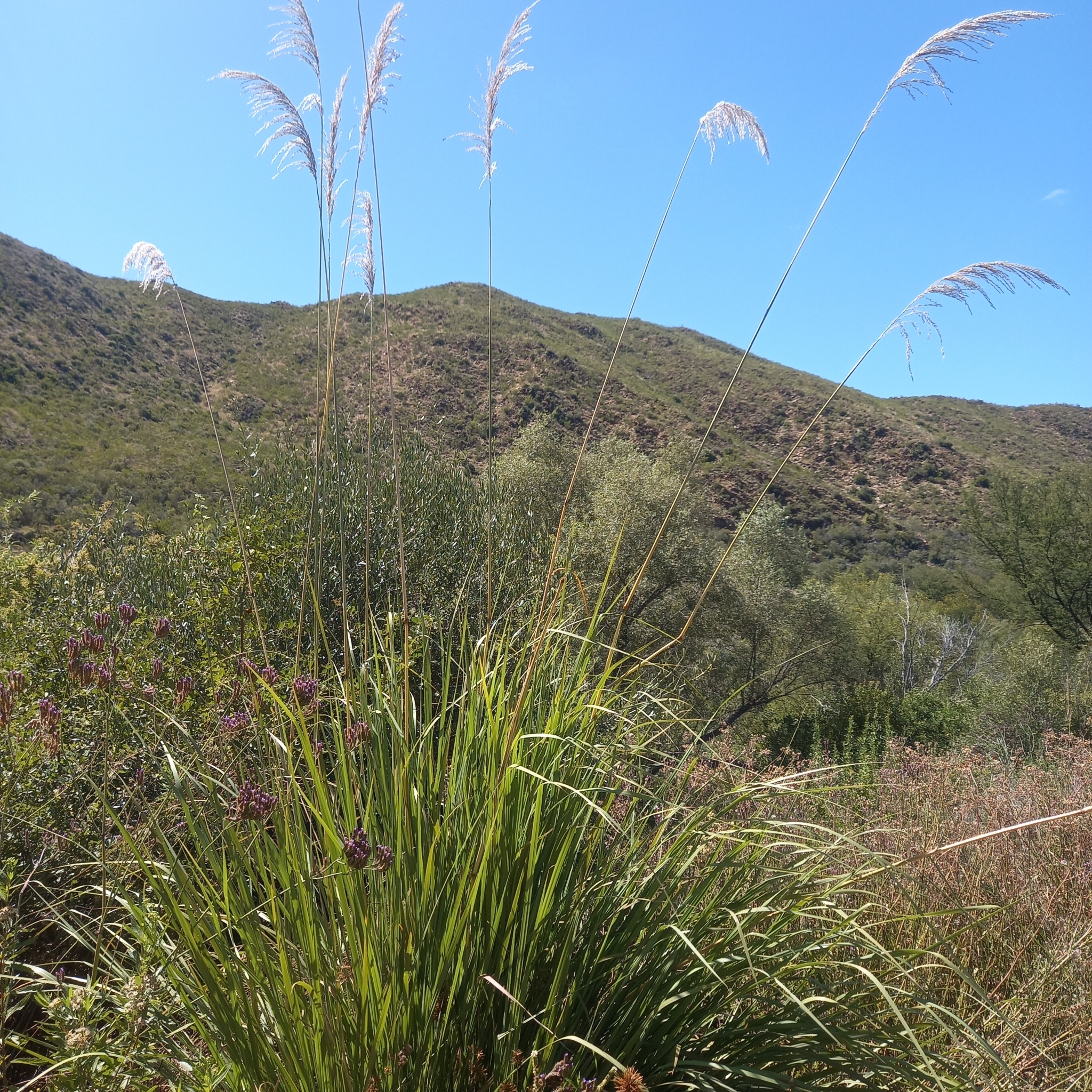 Daba Grass (Miscanthus ecklonii)