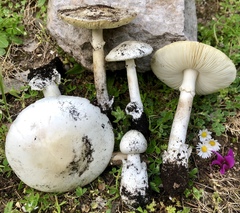 Amanita verna