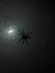 Harpactirinae