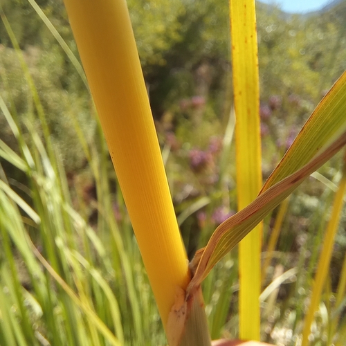 Image of Miscanthus ecklonii by (c) kevin koen, some rights reserved (CC BY-SA)