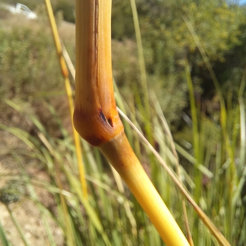 Image of Miscanthus ecklonii by (c) kevin koen, some rights reserved (CC BY-SA)