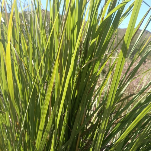 Image of Miscanthus ecklonii by (c) kevin koen, some rights reserved (CC BY-SA)