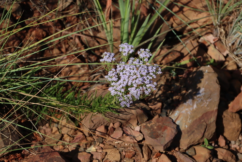 Image of Tetraselago natalensis by (c) Tony Rebelo, some rights reserved (CC BY-SA)