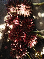 Bromelia hemisphaerica