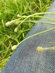 Hypochaeris chillensis