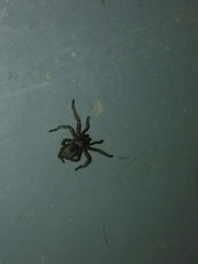 Harpactirinae