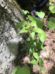 Thaspium trifoliatum trifoliatum