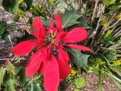 Euphorbia pulcherrima image