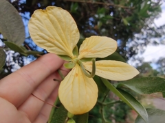 Cassia fistula image