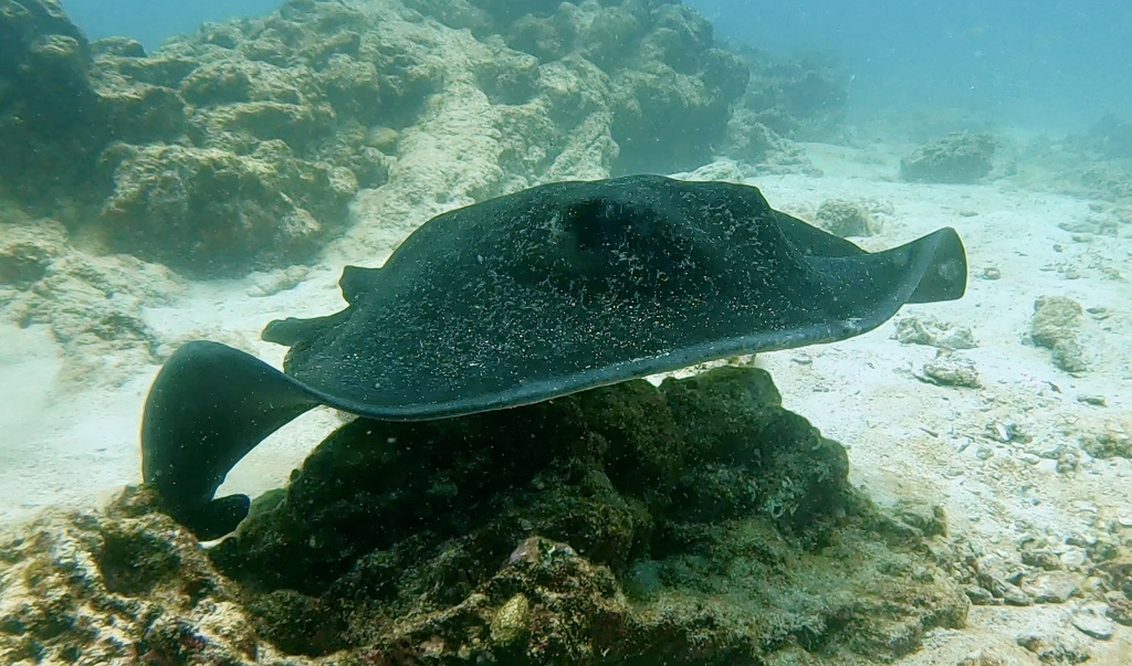 Round ribbontail ray swimming over rocks at Santa Cruz, Galápagos