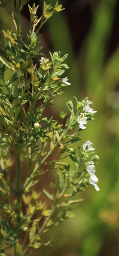 Image of Teucrium kraussii by (c) Tony Rebelo, some rights reserved (CC BY-SA)