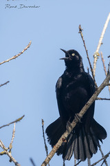 Greater Antillean Grackle photo 4