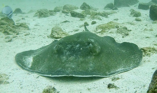 Diamond stingray (Dasyatis brevis) — Dasyatidae — 3
